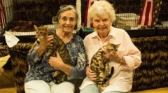 Bengal cat: leopard v miniaturi